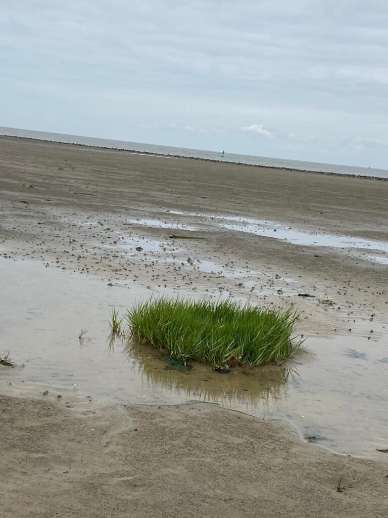 Watt vor Cuxhaven